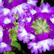 Verbena, sporýš 'Wicked Great Grape' - Verbena hybrida 'Wicked Great Grape'