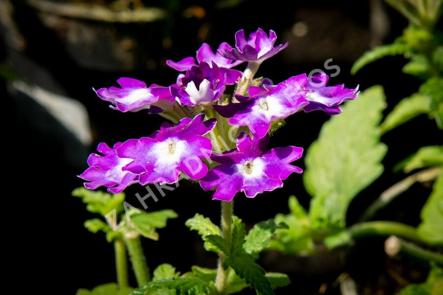 Verbena, sporýš 'Wicked Great Grape' - Verbena hybrida 'Wicked Great Grape'