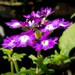 Verbena, sporýš 'Wicked Great Grape' - Verbena hybrida 'Wicked Great Grape'