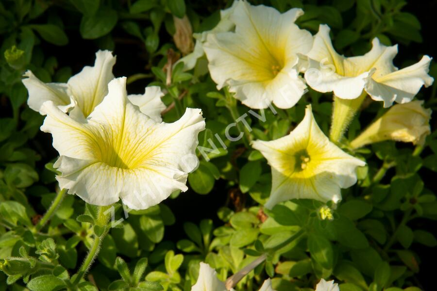 Petúnie 'Sweet Pleasure Yellow' - Petunia hybrida 'Sweet Pleasure Yellow'