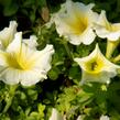 Petúnie 'Sweet Pleasure Yellow' - Petunia hybrida 'Sweet Pleasure Yellow'