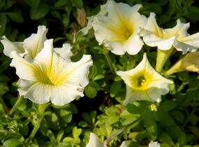 Petúnie 'Sweet Pleasure Yellow' - Petunia hybrida 'Sweet Pleasure Yellow'
