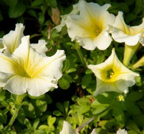 Petúnie 'Sweet Pleasure Yellow' - Petunia hybrida 'Sweet Pleasure Yellow'