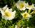 Petúnie 'Sweet Pleasure Yellow'