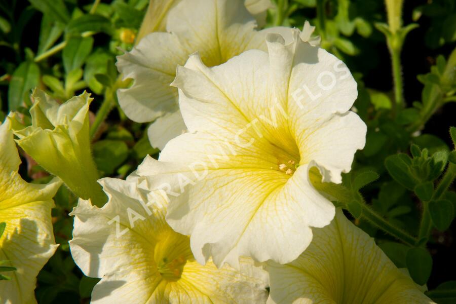 Petúnie 'Sweet Pleasure Yellow' - Petunia hybrida 'Sweet Pleasure Yellow'