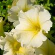 Petúnie 'Sweet Pleasure Yellow' - Petunia hybrida 'Sweet Pleasure Yellow'