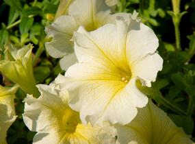 Petúnie 'Sweet Pleasure Yellow' - Petunia hybrida 'Sweet Pleasure Yellow'