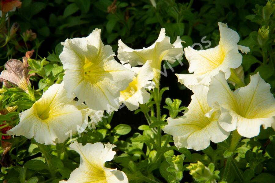 Petúnie 'Sweet Pleasure Yellow' - Petunia hybrida 'Sweet Pleasure Yellow'