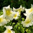 Petúnie 'Sweet Pleasure Yellow' - Petunia hybrida 'Sweet Pleasure Yellow'