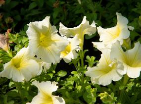 Petúnie 'Sweet Pleasure Yellow' - Petunia hybrida 'Sweet Pleasure Yellow'