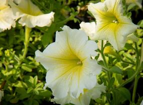 Petúnie 'Sweet Pleasure Yellow' - Petunia hybrida 'Sweet Pleasure Yellow'