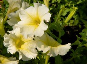 Petúnie 'Sweet Pleasure Yellow' - Petunia hybrida 'Sweet Pleasure Yellow'