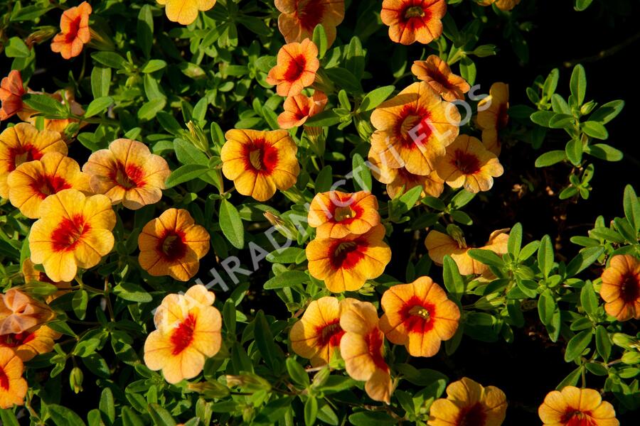 Minipetúnie, Million Bells 'Hula Gold' - Calibrachoa hybrida 'Hula Gold'