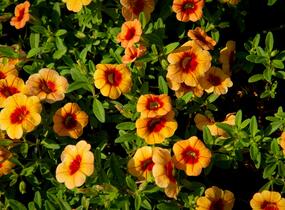 Minipetúnie, Million Bells 'Hula Gold' - Calibrachoa hybrida 'Hula Gold'