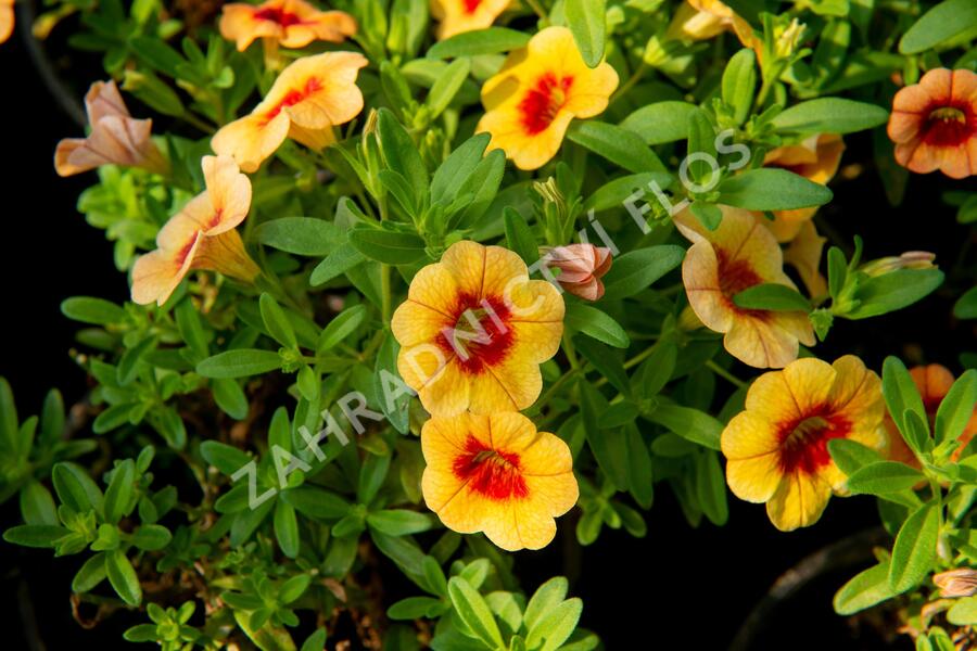 Minipetúnie, Million Bells 'Hula Gold' - Calibrachoa hybrida 'Hula Gold'