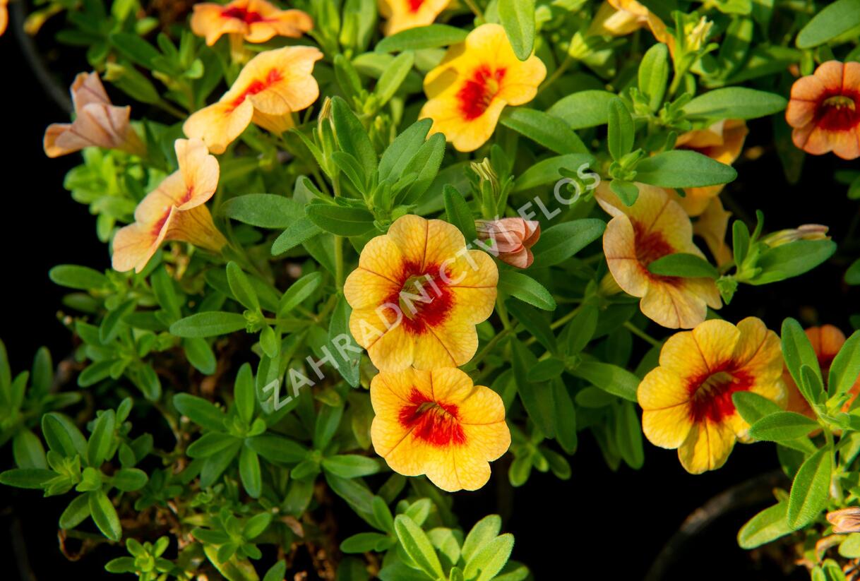 Minipetúnie, Million Bells 'Hula Gold' - Calibrachoa hybrida 'Hula Gold'