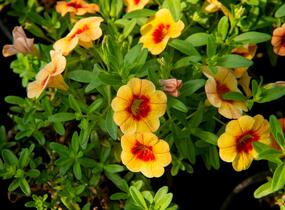 Minipetúnie, Million Bells 'Hula Gold' - Calibrachoa hybrida 'Hula Gold'