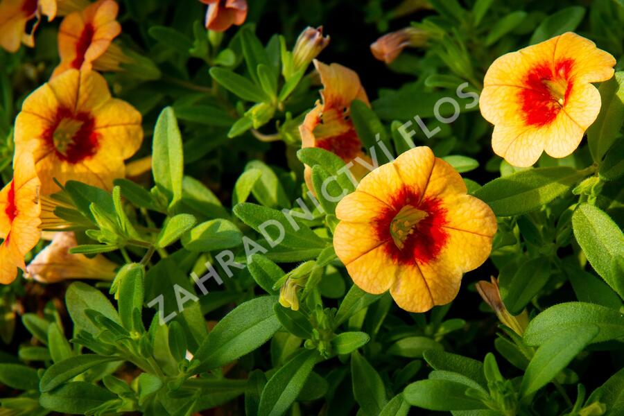 Minipetúnie, Million Bells 'Hula Gold' - Calibrachoa hybrida 'Hula Gold'