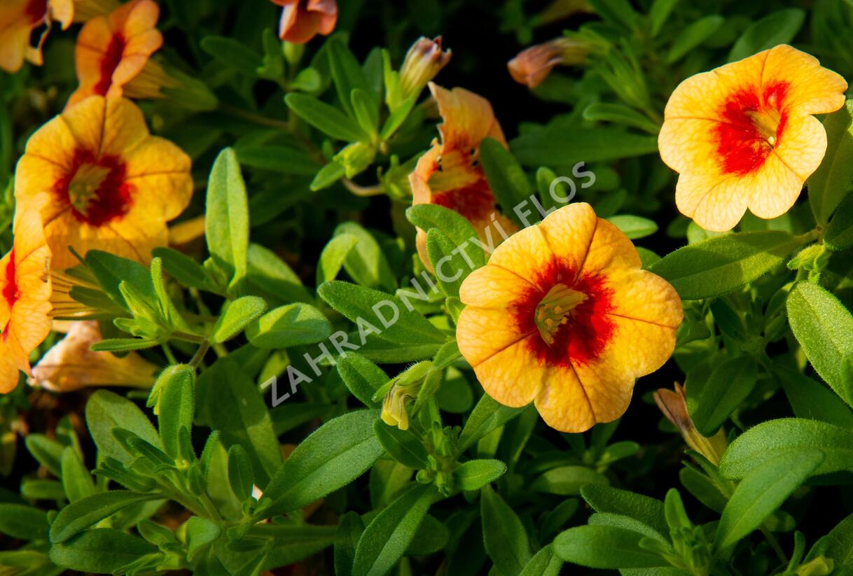 Minipetúnie, Million Bells 'Hula Gold' - Calibrachoa hybrida 'Hula Gold'