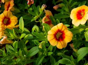 Minipetúnie, Million Bells 'Hula Gold' - Calibrachoa hybrida 'Hula Gold'