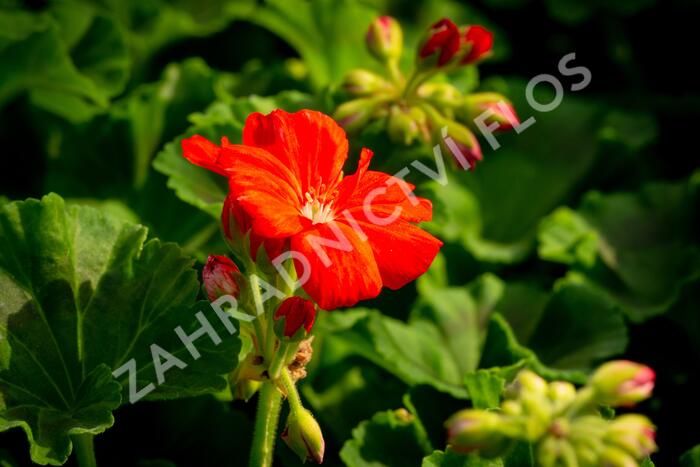 Muškát, pelargonie páskatá klasická 'Dark Red' - Pelargonium zonale 'Dark Red'