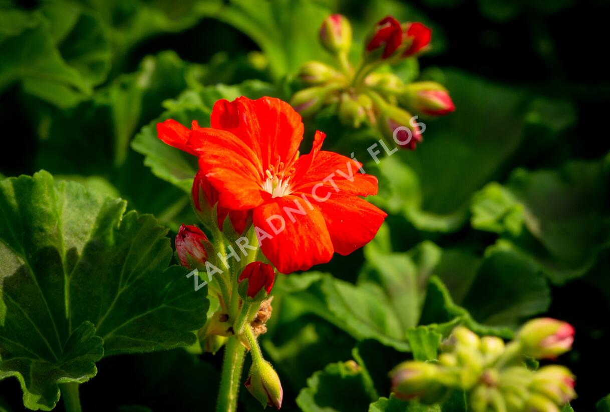 Muškát, pelargonie páskatá klasická 'Dark Red' - Pelargonium zonale 'Dark Red'