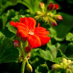 Muškát, pelargonie páskatá klasická 'Dark Red' - Pelargonium zonale 'Dark Red'