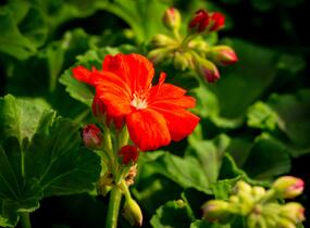 Muškát, pelargonie páskatá klasická 'Dark Red' - Pelargonium zonale 'Dark Red'