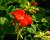 Muškát, pelargonie páskatá klasická 'Dark Red'