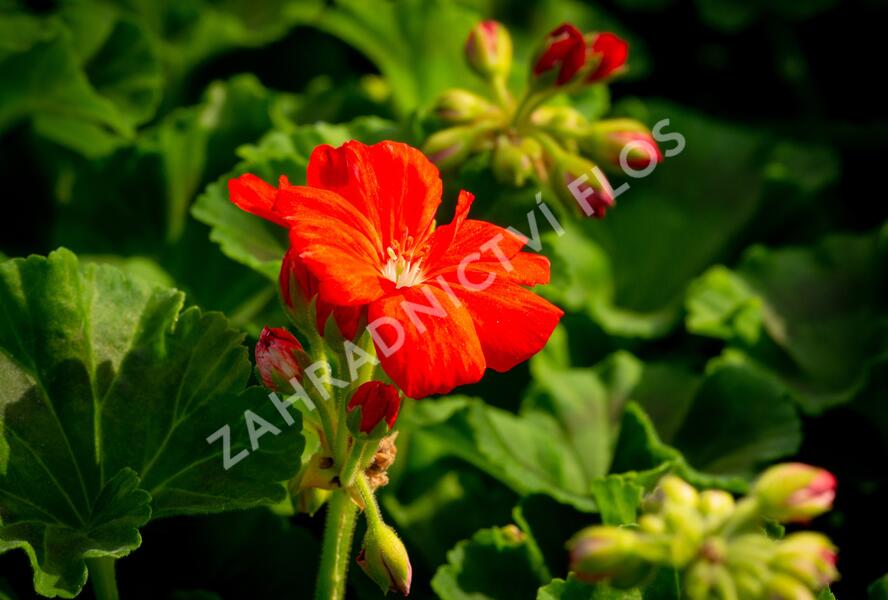Muškát, pelargonie páskatá klasická 'Dark Red' - Pelargonium zonale 'Dark Red'