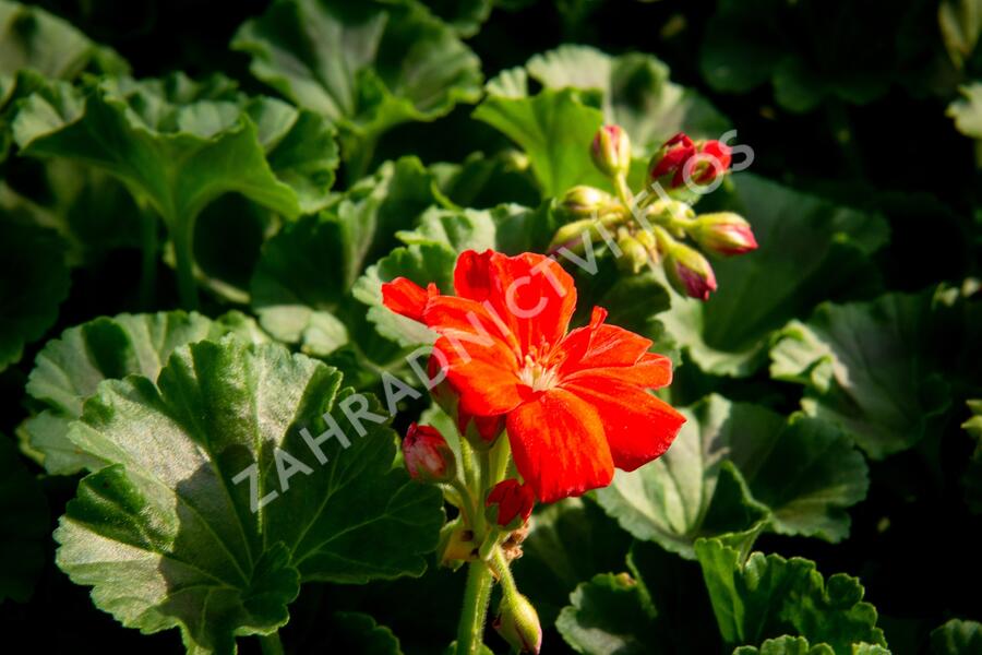 Muškát, pelargonie páskatá klasická 'Dark Red' - Pelargonium zonale 'Dark Red'