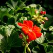 Muškát, pelargonie páskatá klasická 'Dark Red' - Pelargonium zonale 'Dark Red'