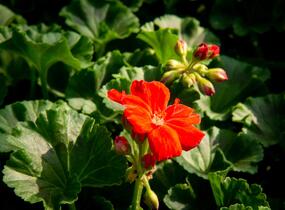 Muškát, pelargonie páskatá klasická 'Dark Red' - Pelargonium zonale 'Dark Red'
