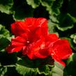 Muškát, pelargonie páskatá klasická 'Dark Red' - Pelargonium zonale 'Dark Red'