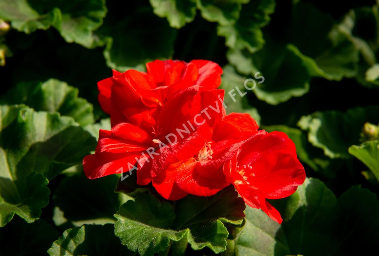 Muškát, pelargonie páskatá klasická 'Dark Red' - Pelargonium zonale 'Dark Red'