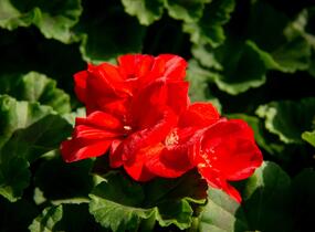 Muškát, pelargonie páskatá klasická 'Dark Red' - Pelargonium zonale 'Dark Red'