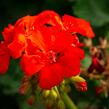 Muškát, pelargonie páskatá klasická 'Red Orange' - Pelargonium zonale 'Red Orange'