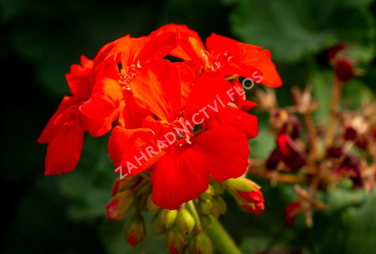 Muškát, pelargonie páskatá klasická 'Red Orange' - Pelargonium zonale 'Red Orange'