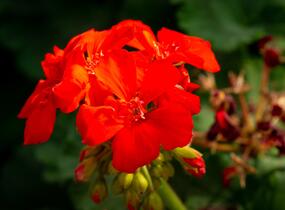 Muškát, pelargonie páskatá klasická 'Red Orange' - Pelargonium zonale 'Red Orange'