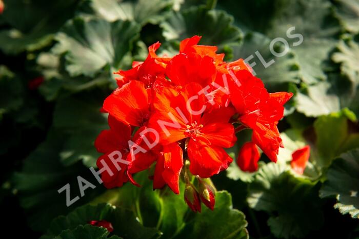 Muškát, pelargonie páskatá klasická 'Red Orange' - Pelargonium zonale 'Red Orange'