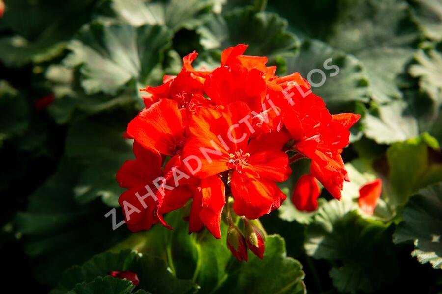 Muškát, pelargonie páskatá klasická 'Red Orange' - Pelargonium zonale 'Red Orange'