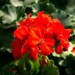 Muškát, pelargonie páskatá klasická 'Red Orange' - Pelargonium zonale 'Red Orange'