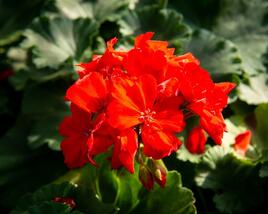 Muškát, pelargonie páskatá klasická 'Red Orange'