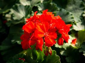 Muškát, pelargonie páskatá klasická 'Red Orange' - Pelargonium zonale 'Red Orange'
