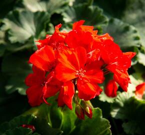 Muškát, pelargonie páskatá klasická 'Red Orange' - Pelargonium zonale 'Red Orange'