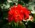 Muškát, pelargonie páskatá klasická 'Red Orange'