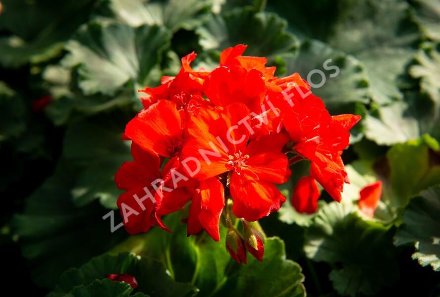 Muškát, pelargonie páskatá klasická 'Red Orange' - Pelargonium zonale 'Red Orange'