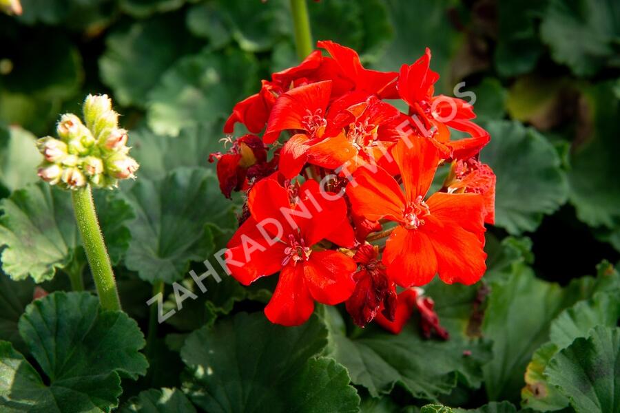 Muškát, pelargonie páskatá klasická 'Red Orange' - Pelargonium zonale 'Red Orange'