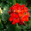 Muškát, pelargonie páskatá klasická 'Red Orange' - Pelargonium zonale 'Red Orange'