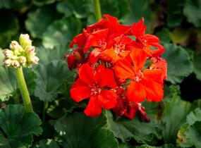 Muškát, pelargonie páskatá klasická 'Red Orange' - Pelargonium zonale 'Red Orange'